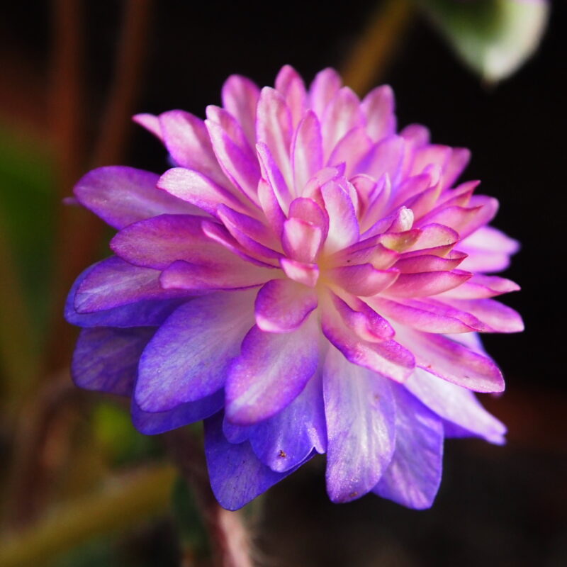 Hepatica japonica Ryuujin – Bild 3