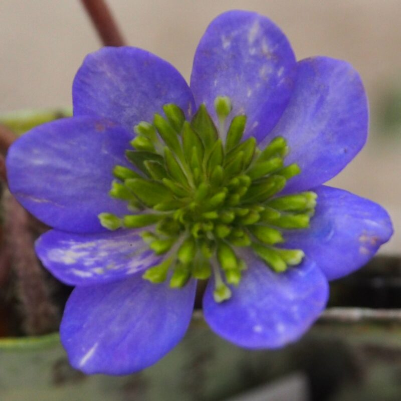 Hepatica japonica Shisuka gonzen