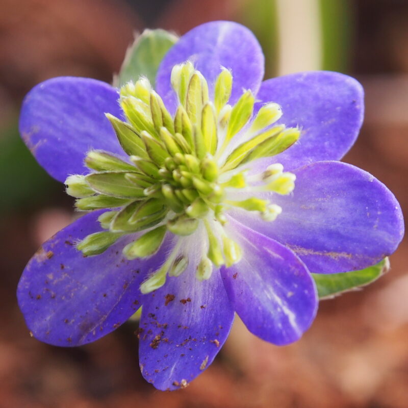 Hepatica japonica Shisuka gonzen – Bild 2