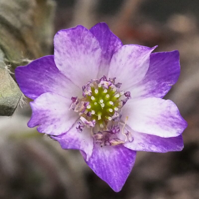 Hepatica japonica Tanshino Kagayaki