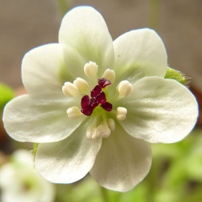 Hepatica pubescens Tantyoubai
