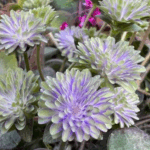 Hepatica japonica Tenka