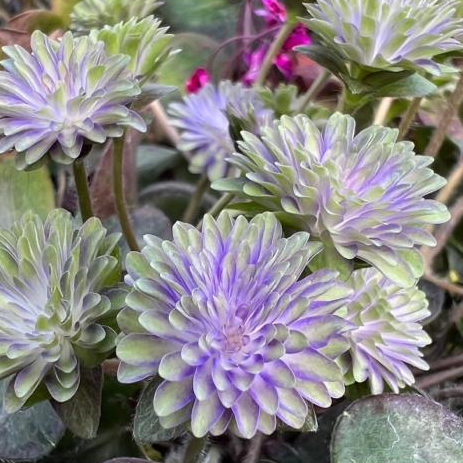 Hepatica japonica Tenka