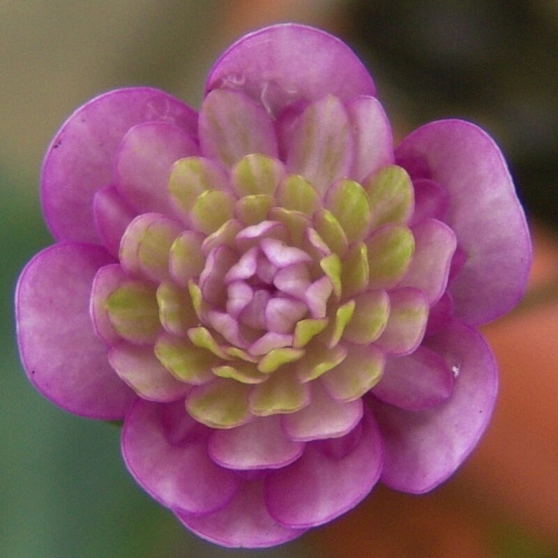 Hepatica japonica Waon