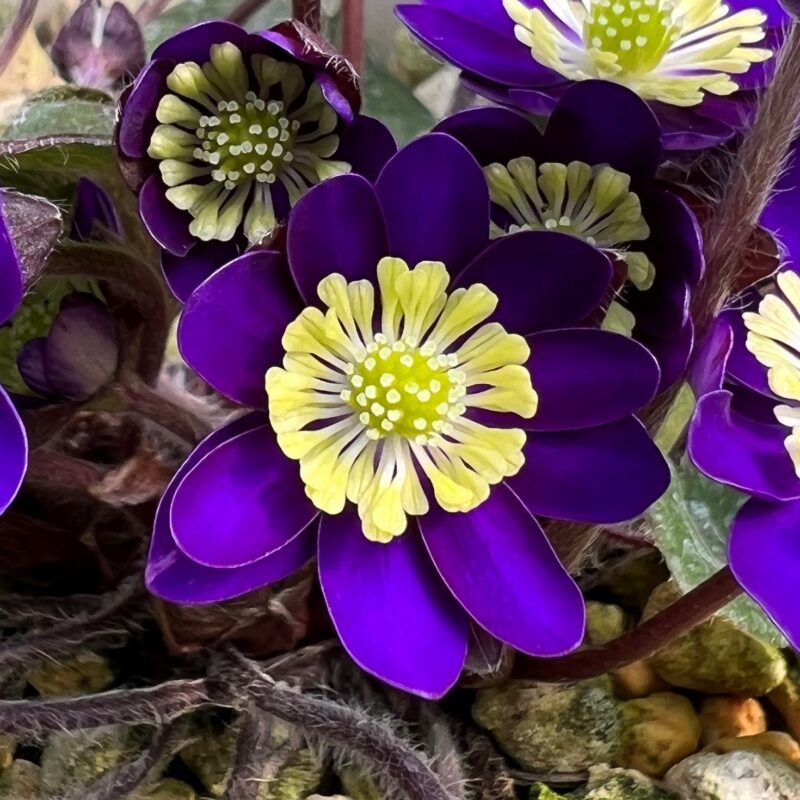 Hepatica japonica Yuu Yuu