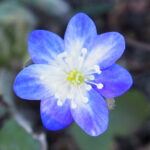 Hepatica nobilis Zilacite JE