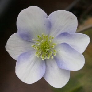 Hepatica x transs-japonica Quenara Strain JP – Bild 2