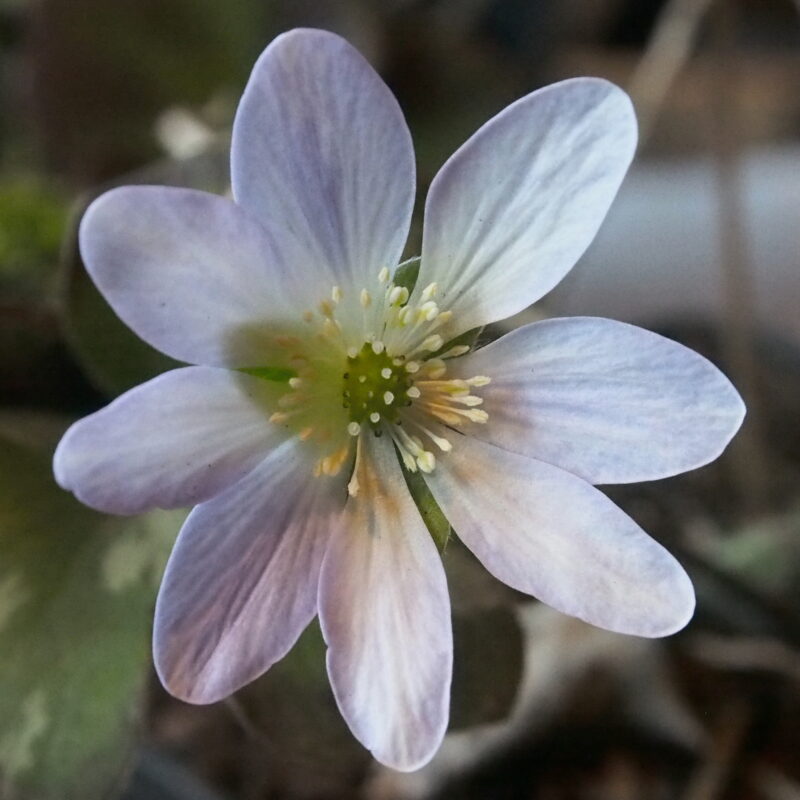 Hepatica x transs-japonica Lorian Strain JP