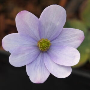 Hepatica x transs-japonica Lotte JP – Bild 4