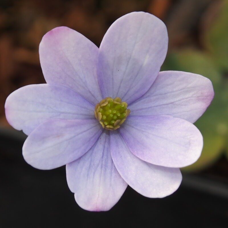 Hepatica x transs-japonica Lotte JP – Bild 4