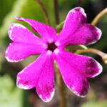 P5083867
