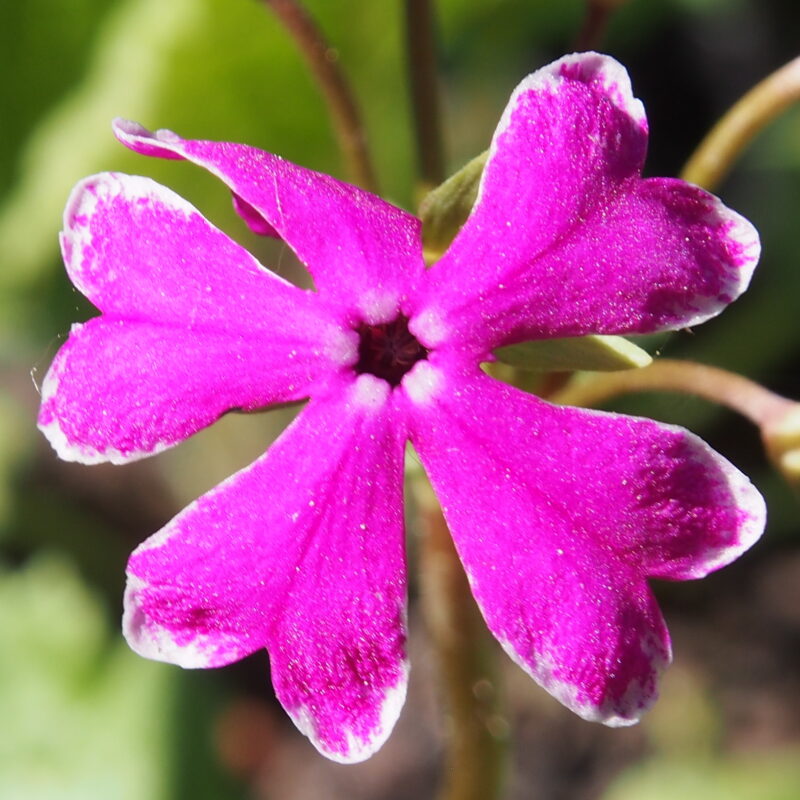 Primula sieboldii Nanikinozakura