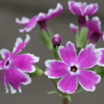 Primula sieboldii Nanikinozakura