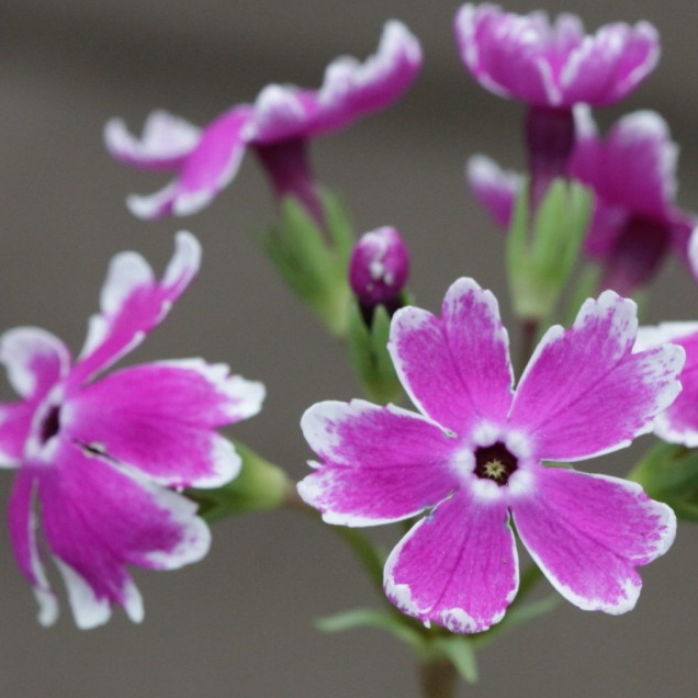 Primula sieboldii Nanikinozakura