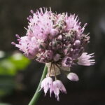 Allium circinatum