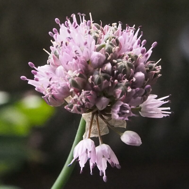 Allium circinatum