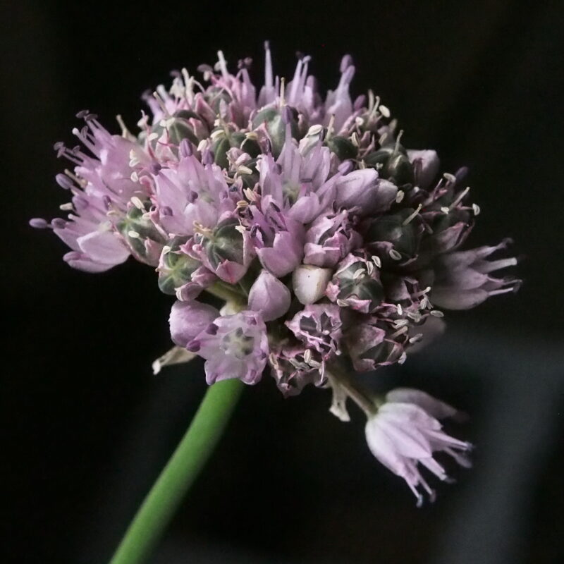 Allium circinatum