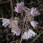 Allium cupanii (ssp. hirtovaginatum)