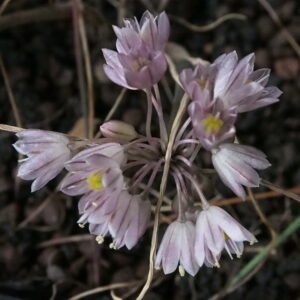 Allium cupanii (ssp. hirtovaginatum)