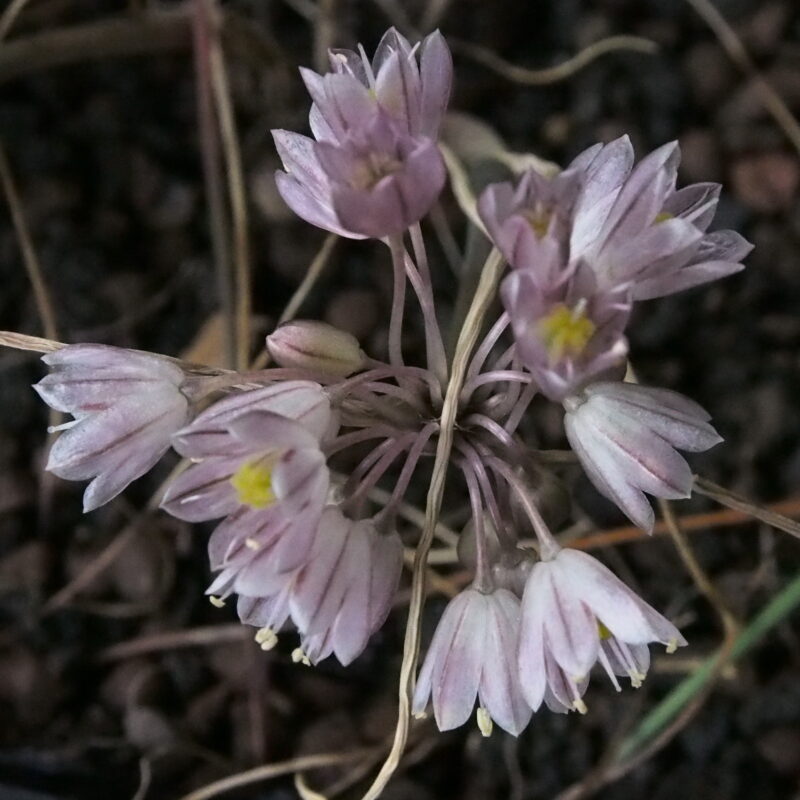 Allium cupanii (ssp. hirtovaginatum)