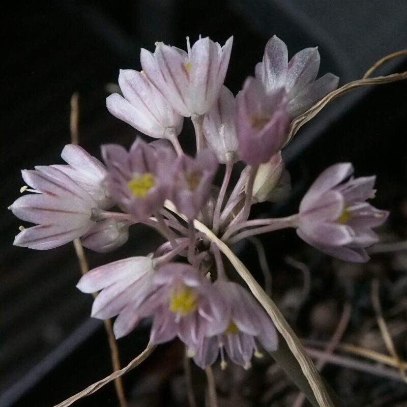 Allium cupanii (ssp. hirtovaginatum)