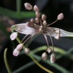 Allium tardans