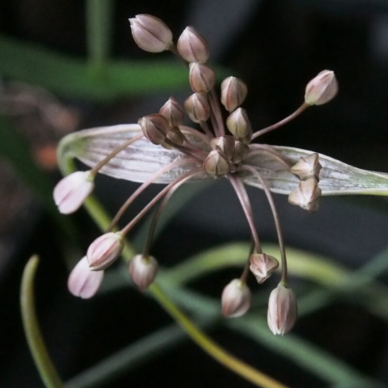 Allium tardans