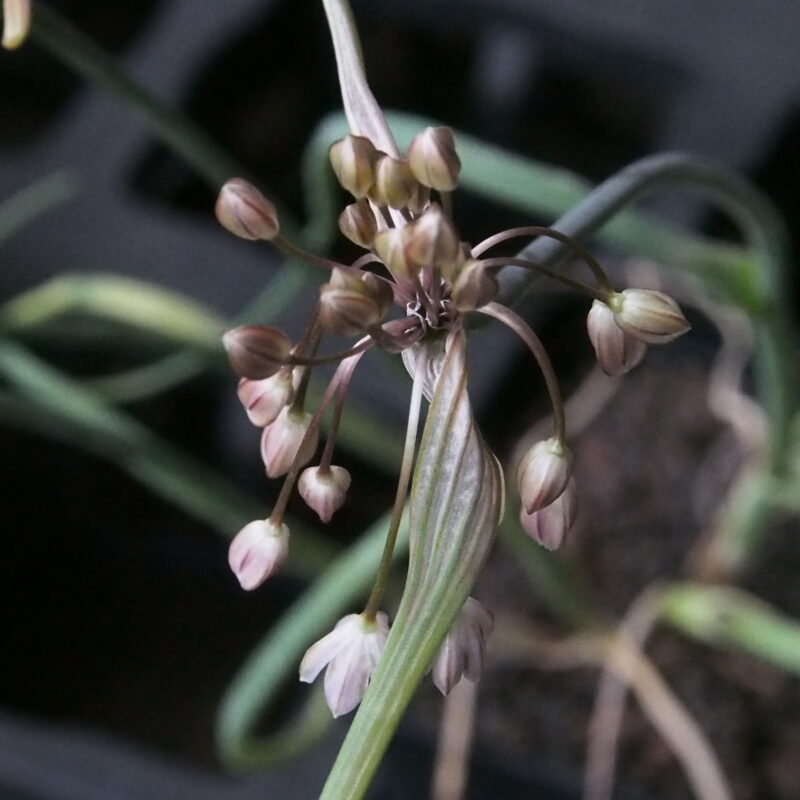 Allium tardans