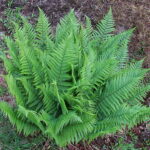 Dryopteris felix-mas