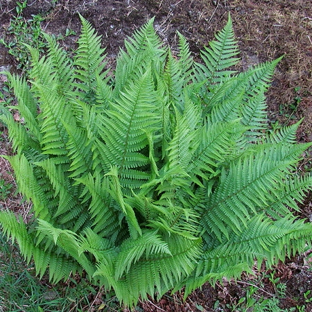 Dryopteris felix-mas