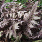 Athyrium niponicum Red Beauty