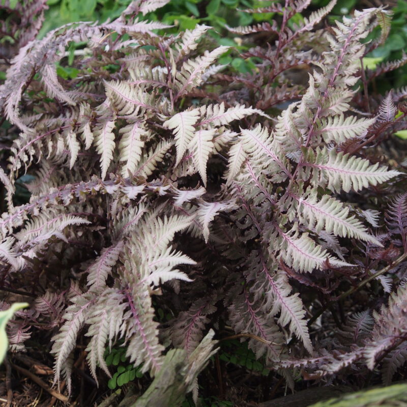 Athyrium niponicum Red Beauty