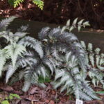 Athyrium niponicum Metallicum