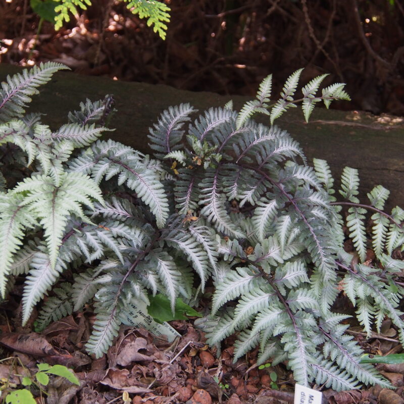Athyrium niponicum Metallicum