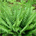 Polystichium acrostichoides
