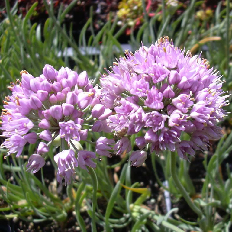 Allium senescens ssp. senescens