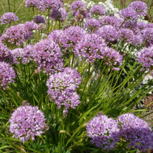 Allium senescens ssp. senescens