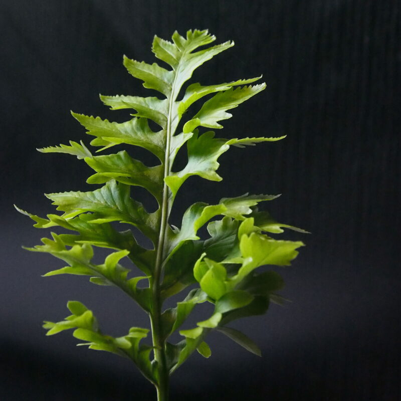 Polypodium cambricum Barrowii
