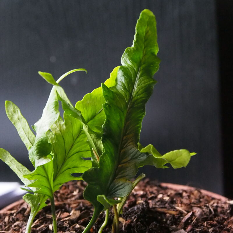 Polypodium cambricum Macrostachyon Lineare