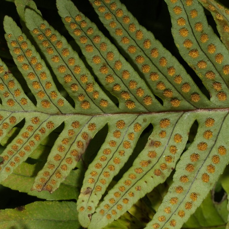 Polypodium cambricum