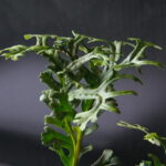 Polypodium glycyrrhiza Grandiceps Diane