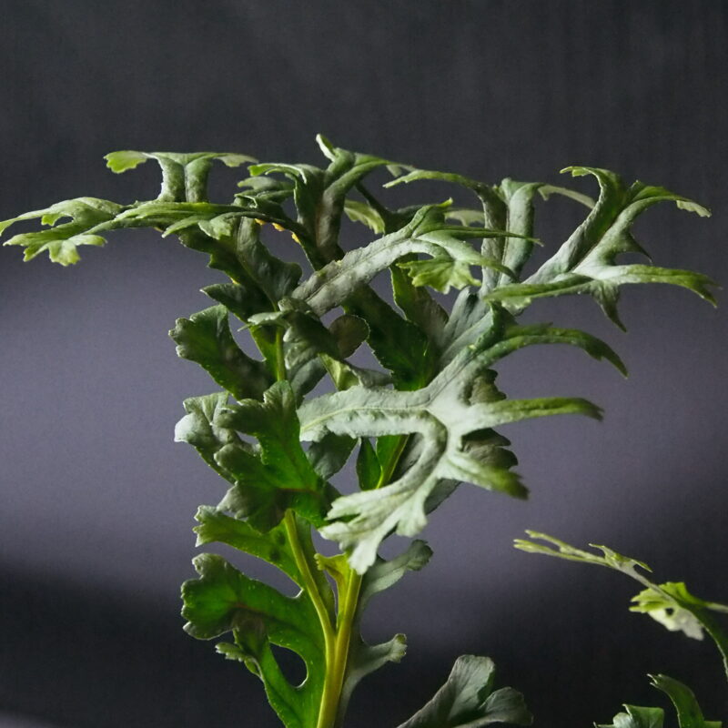 Polypodium glycyrrhiza Grandiceps Diane