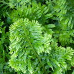 Polypodium interjectum Pulcherissium
