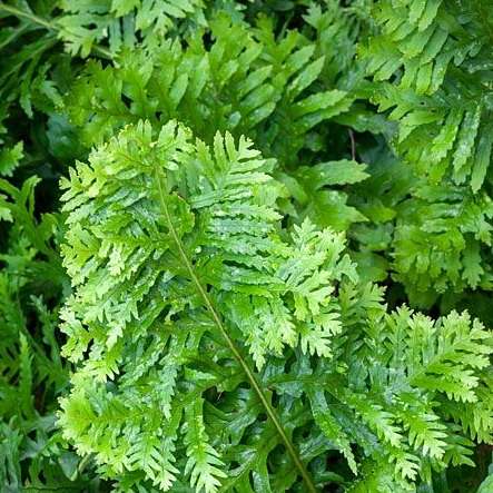 Polypodium interjectum Pulcherissium