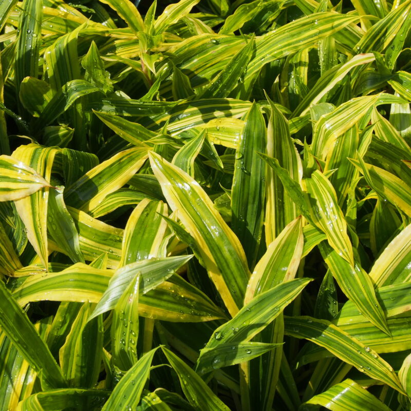 Carex ciliatomarginata Shima-nishiki