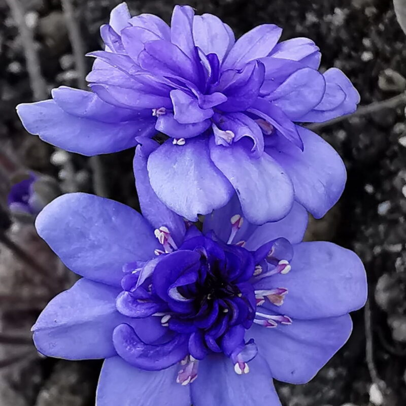 Hepatica nobilis Plena -Katharina FF