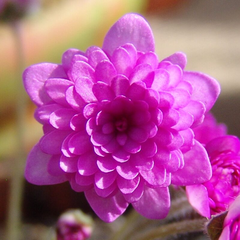 Hepatica nobilis Plena -Rusksans Red