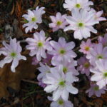 Hepatica acutiloba x americana Alabama JP