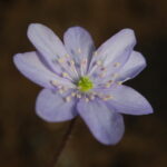 Hepatica acutiloba x americana Virginia JP