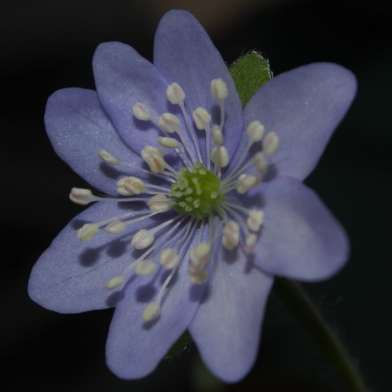 Hepatica nobilis Prinzessin Violia JP